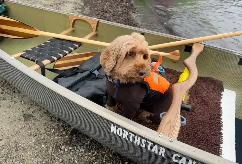 Gracie the Cockapoo