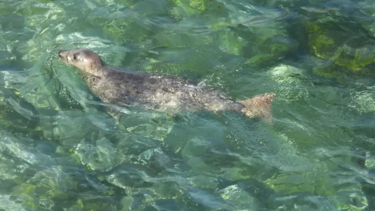 Juvenile seal watching kayaker from the water – wildlife and kayaking UK